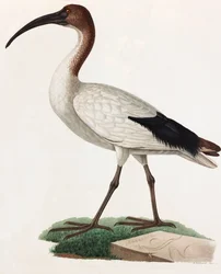 Een kleurenillustratie van een vogel met lange snavel