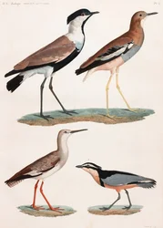 Een volledige pagina serie kleurenillustraties van vogels