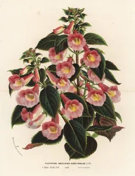 Achimenantha x naegelioides, roze en gouden cultivar. Plectopoma naegelioides aureo-roseum. Handgekleurde lithografie uit Louis van Houtte en Charles Lemaire