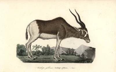 Addax of schroefhoornantilope, Addax nasomaculatus. Kritiek bedreigd