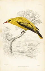 Afrikaanse gouden wielewaal, Oriolus auratus