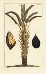 Afrikaanse oliepalm met fruit, Elaeis guineensis