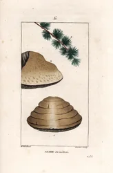 Agaric du meleze - Gravure door Gautier naar een tekening van Ernestine Panckoucke, uit La flore medicale, de Chaumeton, Poiret et Chamberet, Parijs 1830 - Witte nachtschimmel, Tricholoma album, en tak van zijn larikshost