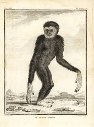 Behendige gibbon, Hylobates agilis. Bedreigd. De grote gibbon. Kopergravure door C. Baquoy, naar een illustratie door Jacques de Seve uit Georges-Louis Leclerc, Comte de Buffon