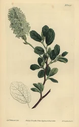 Amerikaanse toverhazelaar, Fothergilla gardenii (Blunt-leaved fothergilla, Fothergilla alnifolia obtusa)