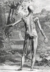 Anatomische illustratie