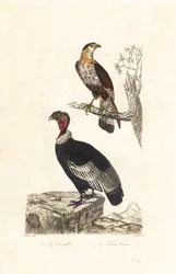 Andescondor en zuidelijke kuifcaracara
