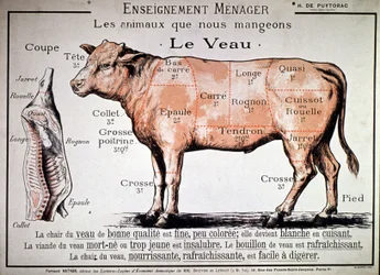 Dieren die we eten: het kalf, ca. 1910 (prent)