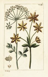 Anijs of anijszaad, Pimpinella anisum