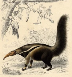 Miereneter (Myrmecophaga jubata)