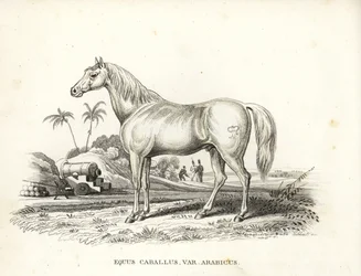 Arabisch of Arabisch paard, Equus caballus var. arabicus. Met het merk van Napoleon op zijn flank en Franse soldaten en kanonnen in een Noord-Afrikaans slagveld. Handgekleurde lithografie uit Georg Friedrich Treitschke