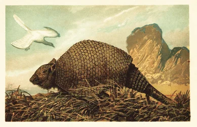 Archaeopteryx lithographica en Panochthus tuberculatus. 1908 (lithografie)
