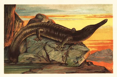 Archegosaurus decheni zonnebadend op een rots. 1908 (lithografie)