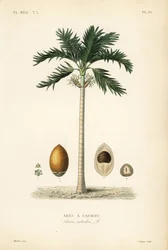 Betelpalm