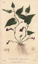 Aristoloche (Aristolochia serpentaria) - Sterk water door William Clarke ter illustratie van 