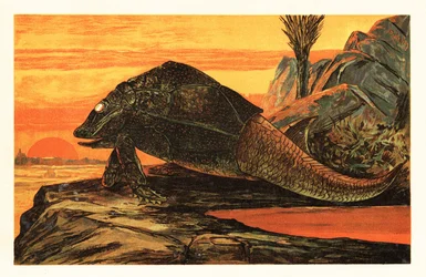 Asterolepis cornutus, uitgestorven soort gepantserde vis. 1908 (lithografie)