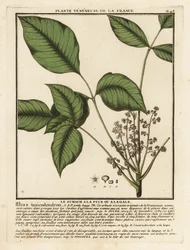 Atlantische gifsumak, Toxicodendron pubescens