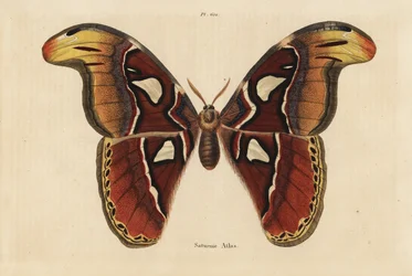 Atlasvlinder, Attacus atlas