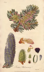Balsemspar (Abies balsamea) - Sterk water door William Clarke ter illustratie van 