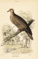 Barbarijse duif, Streptopelia risoria