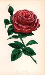 Baron de Gonella roos, variëteit van de Ile-Bourbon roos, gekweekt door Monsieur Guillot Sr. in Lyon in 1859 - Les Roses, Parijs