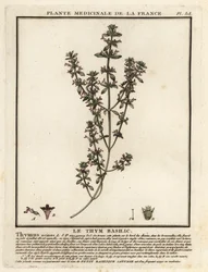 Basilicum tijm, Clinopodium acinos
