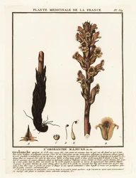 Kleverige Bremraap; Orobanche caryophyllacea