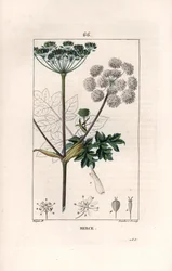Berce ou charavie - Gravure door Lambert fils, naar een tekening van Pierre Jean Francois Turpin, uit La flore medicale, de Chaumeton, Poiret et Chamberet, Parijs 1830 - Gewone berenklauw, Heracleum sphondylium