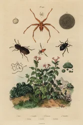 Grootogige kever, Notiophilus biguttatus, rugzwemmer, Nononecta soorten, nummuliet fossiel, zwartkever, Nyctelia soorten, vleermuisvlieg, Nycteribia soorten