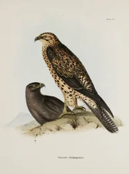 Roofvogels, Galapagos Eilanden, ca. 1832-1836