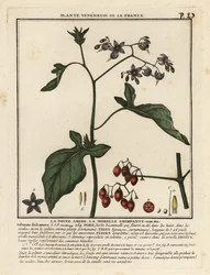 Bitterzoet, Solanum dulcamara.