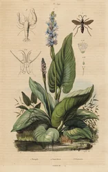 Zwartbandige spinnenwesp, Anoplius viaticus 1, snoekkruid, Pontederia cordata 2, en wachtergarnaal, Anchistus custos 3