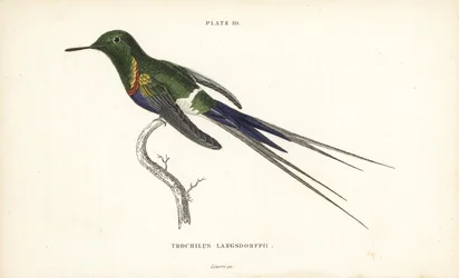 Zwartbuikdoornstaart, Discosura langsdorffi (Langsdorff