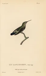 Zwartbuikdoornstaart, Discosura langsdorffi (Ornismya langsdorfii). Onvolwassen. Handgekleurde staalgravure door Coutant naar een illustratie van Jean-Gabriel Prêtre uit René Primevère Lessons 