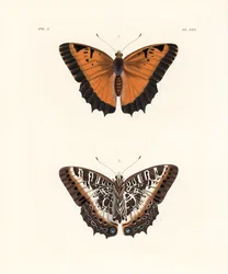 Zwart-omrande charaxes, Charaxes pollux, bovenkant 1, onderkant 2. Handgekleurde lithografie uit John O. Westwood
