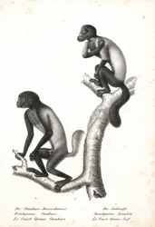 Zwartkop uakari, Cacajao melanocephalus ouakary (Brachyurus ouakari) en bruinrug baardsaki, Chiropotes israelita (Brachyurus israelita). Lithografie door Karl Joseph Brodtmann uit Heinrich Rudolf Schinz