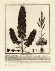 Zwarte nieswortel, Veratrum nigrum.