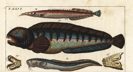 Zwarte vin kerker - Crete Siam vis (of Kleine Masta, Ocellee Aal, Trompet of Stekelige Aal) - Wolf vis - MacroSnake blenny, Ophidion barbatum 73, kleinere stekelige aal, Macrognathus aculeatus 74, wolf vis, Anarhichas lupus 75, en zijn kaak en tanden 76,77