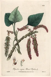 Zwarte of frankische populier, liard of piboule (Populus nigra) - Botanische plaat door Isaac Russell, gegraveerd door Charles Matthews, afkomstig uit 