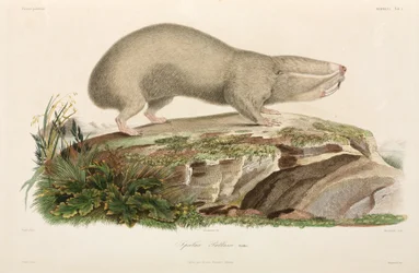 Blinde molrat, gebied van de Zwarte Zee