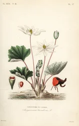Bloedwortel
