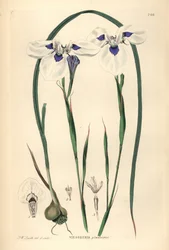 Blauwooguintjie of Blouooguintjie, Moraea aristata (Ocellate viesseuxia, Vieusseuxia glaucopis). Handgekleurde kopergravure getekend en gegraveerd door Frederick W. Smith uit John Lindley en Robert Sweet