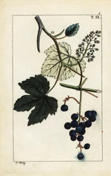 Blauwe druiven aan wijnstok, Vinis vitifera