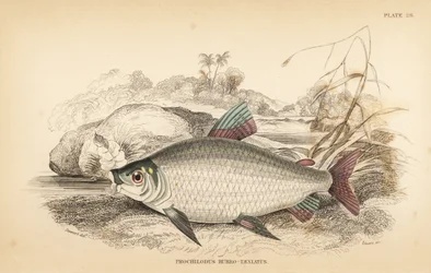 Bocachico of koulimata, Prochilodus rubrotaeniatus (Lichtroodgestreepte zalmkarper, Prochilodus rubro-taeniatus) - Robert Schomburg