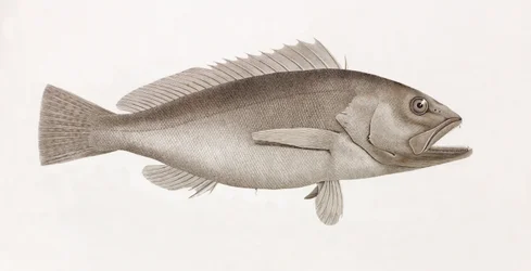 Bodian Melanure, close-up