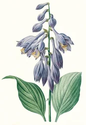 Botanische illustratie/Redouté/Hosta ventricosa