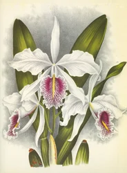 Botanische plaat/Cattleya maxima var. Virginalis/Lindenia
