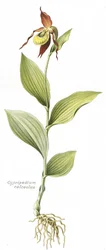 Botanische plaat/ Cypripedium calceolus/ Vrouwenschoentje