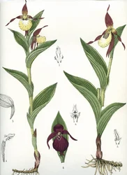 Botanische plaat/Cypripedium calceolus/Venus