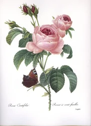 Botanische plaat/Rosa centifolia/Roze honderd bladeren/Redouté